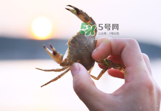 海螃蟹能冷凍保存嗎？海螃蟹放冰箱冷凍嗎？
