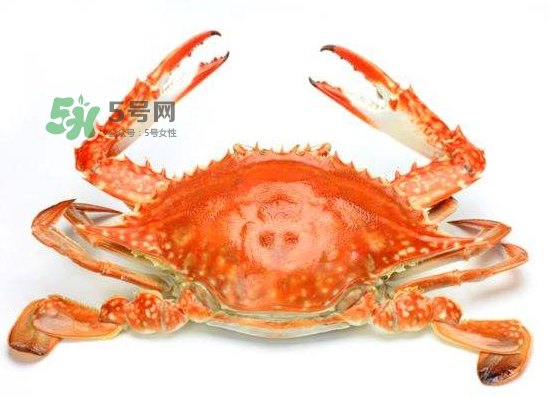 ?花蟹可以放冰箱嗎？花蟹怎么保存才新鮮？