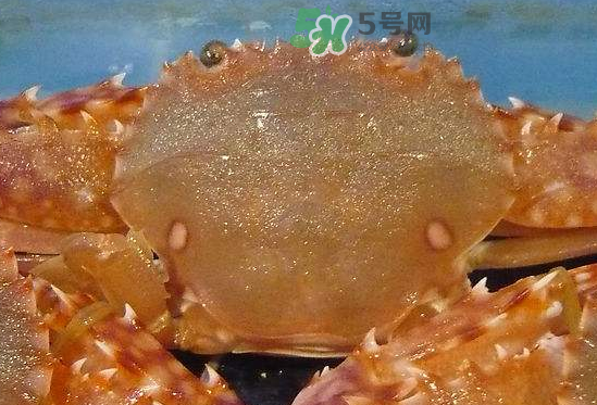 ?花蟹可以放冰箱嗎？花蟹怎么保存才新鮮？