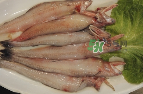 龍頭魚怎么殺？龍頭魚怎么處理？