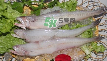 龍頭魚孕婦可以吃嗎？孕婦能吃龍頭魚嗎