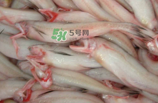 龍頭魚(yú)怎么炸？龍頭魚(yú)怎么做湯