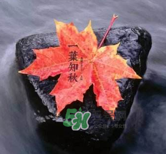 立秋后是不是早晚天氣涼？立秋后天氣有什么變化？