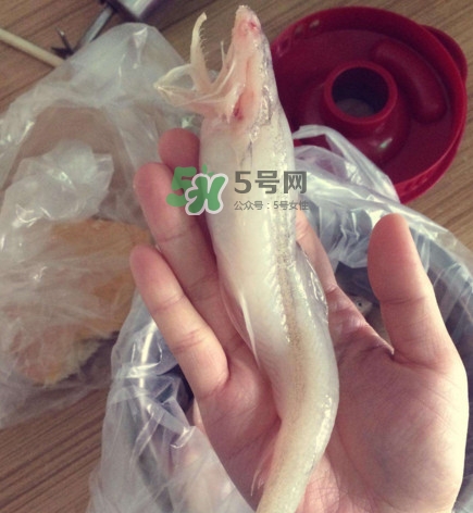 海鮮水潺孕婦可以吃嗎？水潺魚的營養(yǎng)價值
