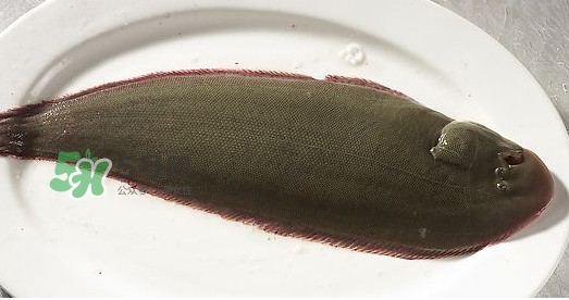 龍利魚多少錢一斤？龍利魚是什么魚