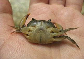 海螃蟹死了還能吃嗎？海螃蟹死了多久還能吃？