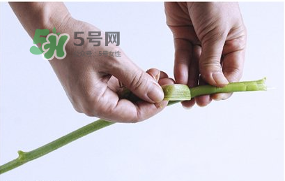 南瓜苗怎么做好吃？南瓜苗怎么撕？