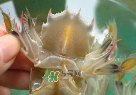 蝦蛄怎么吃？蝦蛄怎么做好吃？