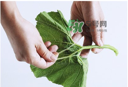 南瓜苗怎么做好吃？南瓜苗怎么撕？