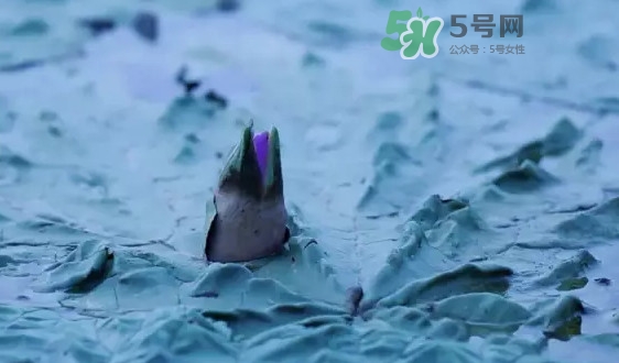 雞頭米是什么？雞頭米是芡實(shí)嗎