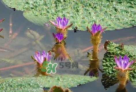 雞頭米怎么種植？雞頭米怎么保存