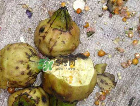 雞頭米怎么種植？雞頭米怎么保存