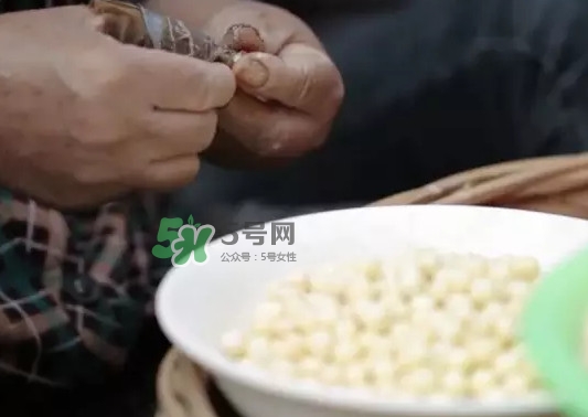 雞頭米是什么？雞頭米是芡實(shí)嗎