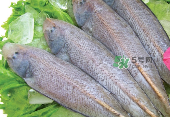 龍利魚有刺嗎？龍利魚有魚鱗嗎