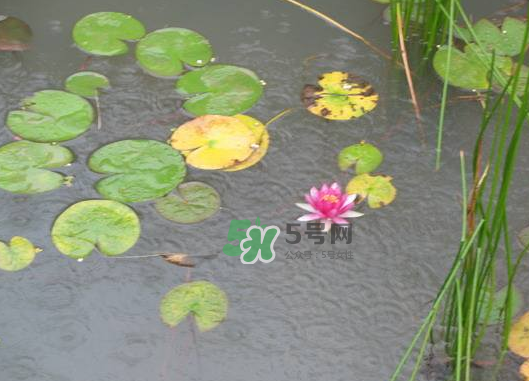 2017處暑會(huì)下雨嗎？處暑會(huì)下雨好嗎？
