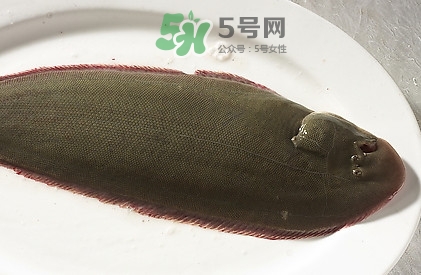 活的龍利魚怎么保存？新鮮龍利魚能放多久