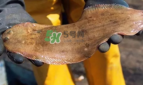 龍利魚是淡水魚嗎？龍利魚是巴沙魚嗎