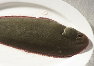 活的龍利魚(yú)怎么保存？新鮮龍利魚(yú)能放多久
