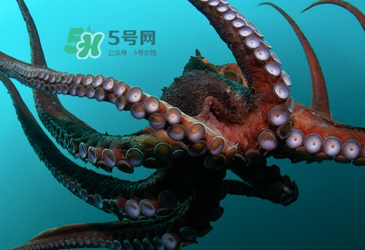 章魚(yú)的墨汁有毒嗎？章魚(yú)有寄生蟲(chóng)嗎