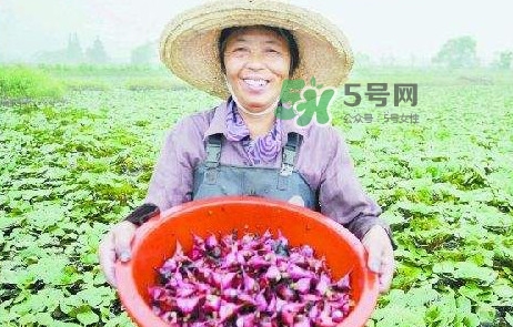 紅菱怎么種植？新鮮紅菱怎么保存