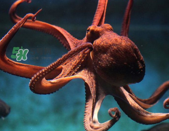 章魚可以生吃嗎？生吃章魚的危害