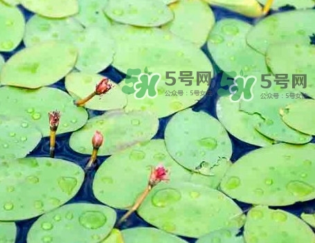 莼菜怎么讀？莼菜是哪里的特產(chǎn)