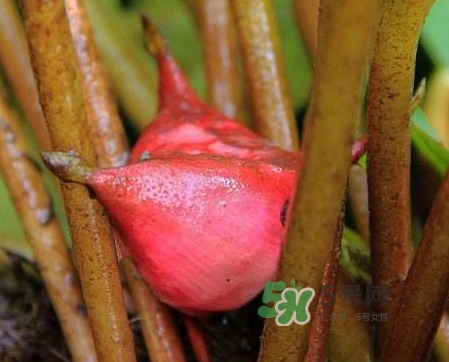 紅菱怎么吃？吃紅菱有什么好處？