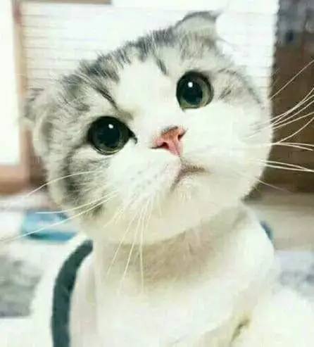 檸檬楓糖排毒法 楓糖檸檬減肥法 檸檬楓糖排毒法 楓糖檸檬減肥法