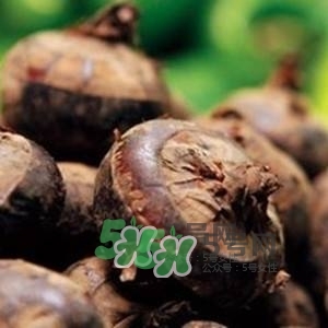 野荸薺是什么樣子的？野荸薺的營(yíng)養(yǎng)價(jià)值
