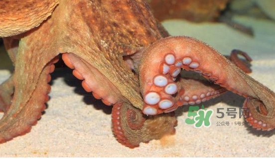 章魚(yú)怎么處理？章魚(yú)怎么殺