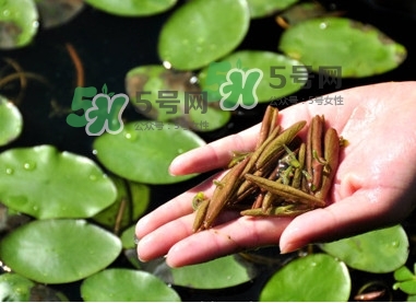莼菜怎么讀？莼菜是哪里的特產(chǎn)