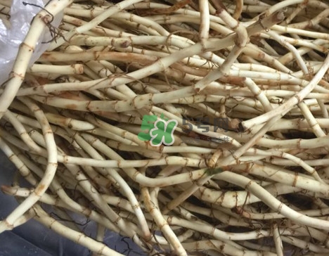 魚腥草干的好還是新鮮的好？干的魚腥草怎么吃最好