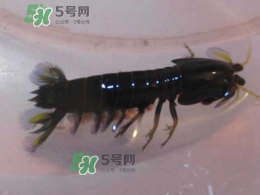 七彩神蝦是什么蝦？七彩神蝦怎么回事？