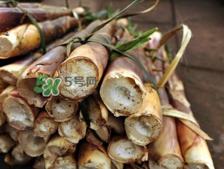 苦筍什么季節(jié)才有？苦筍什么時(shí)候成熟