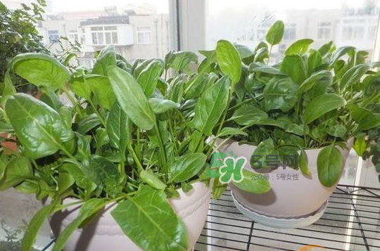 八月份可以種菠菜嗎？波菜8月中旬種可以嗎？