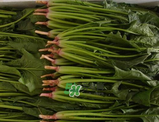 八月份可以種菠菜嗎？波菜8月中旬種可以嗎？