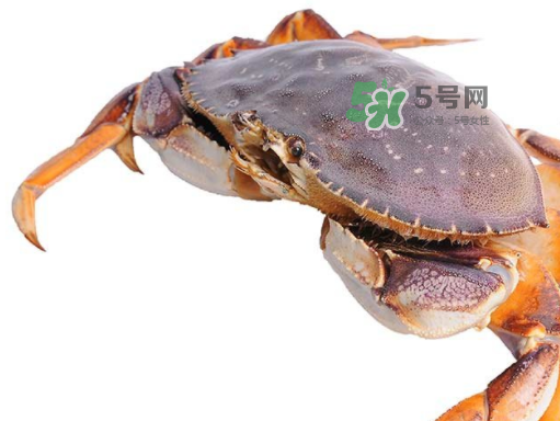 太子蟹好吃還是面包蟹好吃？太子蟹和面包蟹的區(qū)別