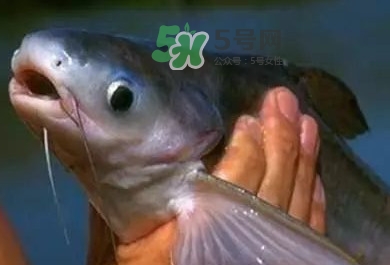 巴沙魚是鯰魚嗎？巴沙魚是海魚嗎