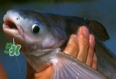 巴沙魚有刺嗎？巴沙魚有寄生蟲嗎