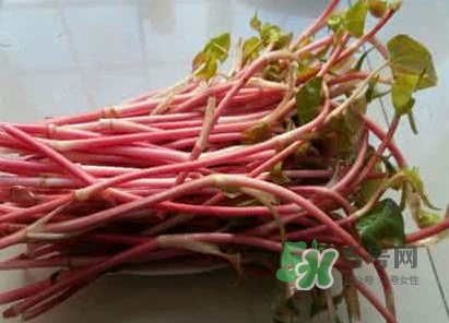 魚腥草一次吃多少最好？魚腥草一天吃多少合適