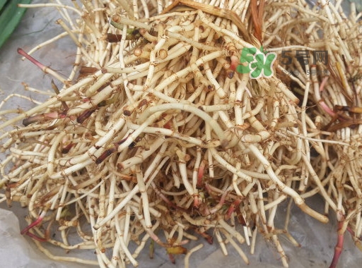 魚腥草用開水泡可以嗎？魚腥草用量多少克？
