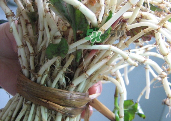 魚腥草干的好還是新鮮的好？干的魚腥草怎么吃最好