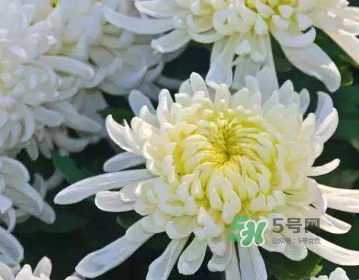八月份能扦插菊花嗎？菊花可以8月份扦插嗎？