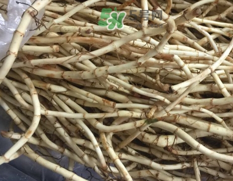 魚腥草可以和蜂蜜一起喝嗎？蜂蜜能和魚腥草一起泡嗎