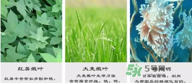 pola青汁效果怎么樣？pola青汁酵素酵素功效