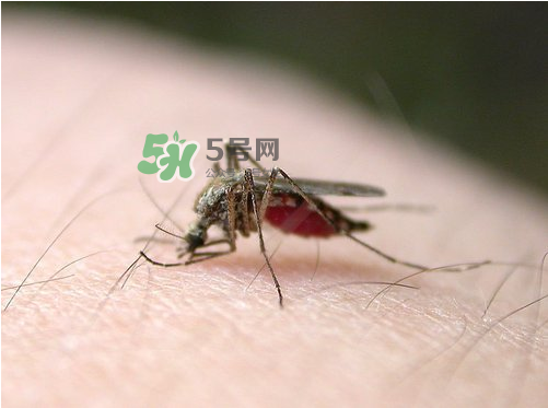 九月份還有蚊子嗎？9月份還有蚊子嗎？
