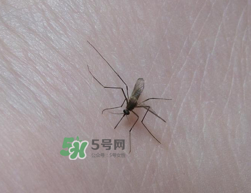 九月份還有蚊子嗎？9月份還有蚊子嗎？