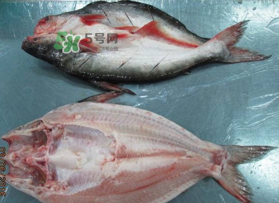 巴沙魚是鯰魚嗎？巴沙魚是海魚嗎