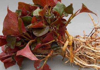 魚腥草什么季節(jié)吃最好？魚腥草什么時候吃最好