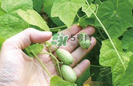 拇指西瓜什么時候種植最好？拇指西瓜哪里可以買到